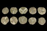 Lot: Pyrite Suns From Illinois - Pieces #92538-1